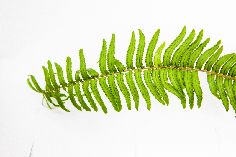 Illustration for article titled TRIGANA : THE PLANTS